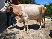 Vaca de vanzare 9000 lei negocialbil