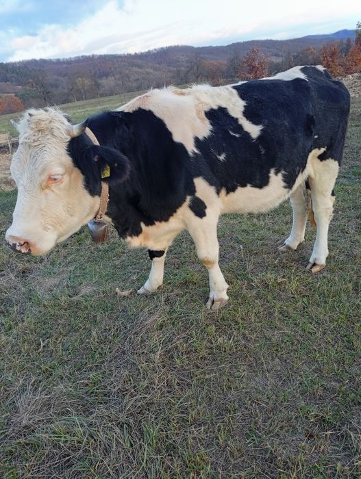 Vând vacă de 4 ani