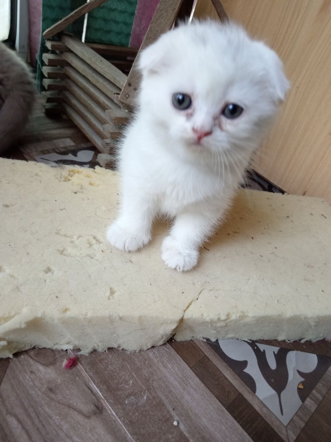 Котята Скоттиш  фолд правильной  вязки