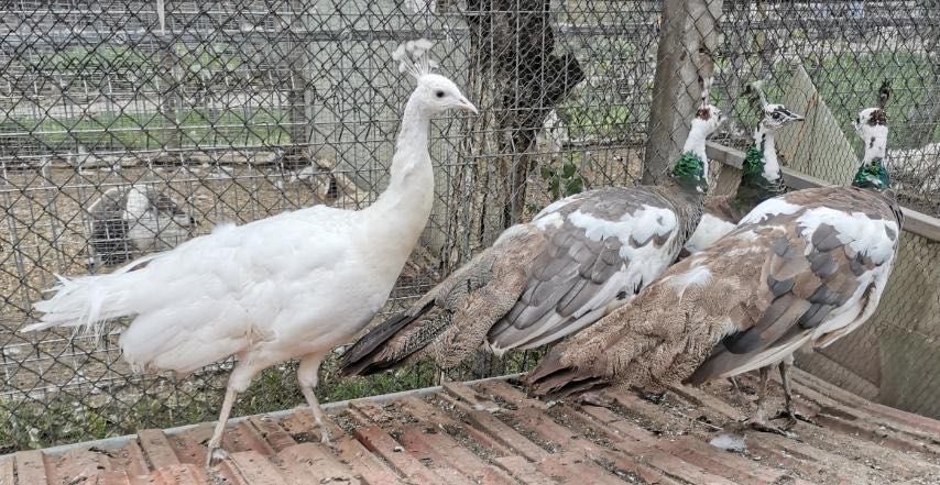 Тригодишни пауни