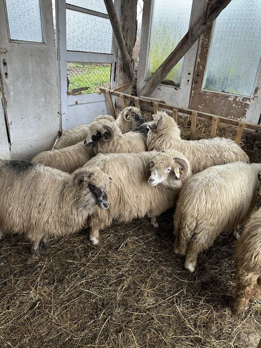 Oi 8 bucăti țurcane