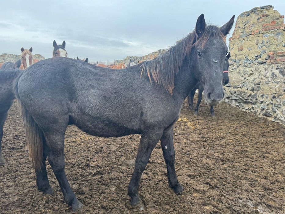 продам тай торга нету