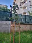 Продавам дръвче Липа размер 3.50