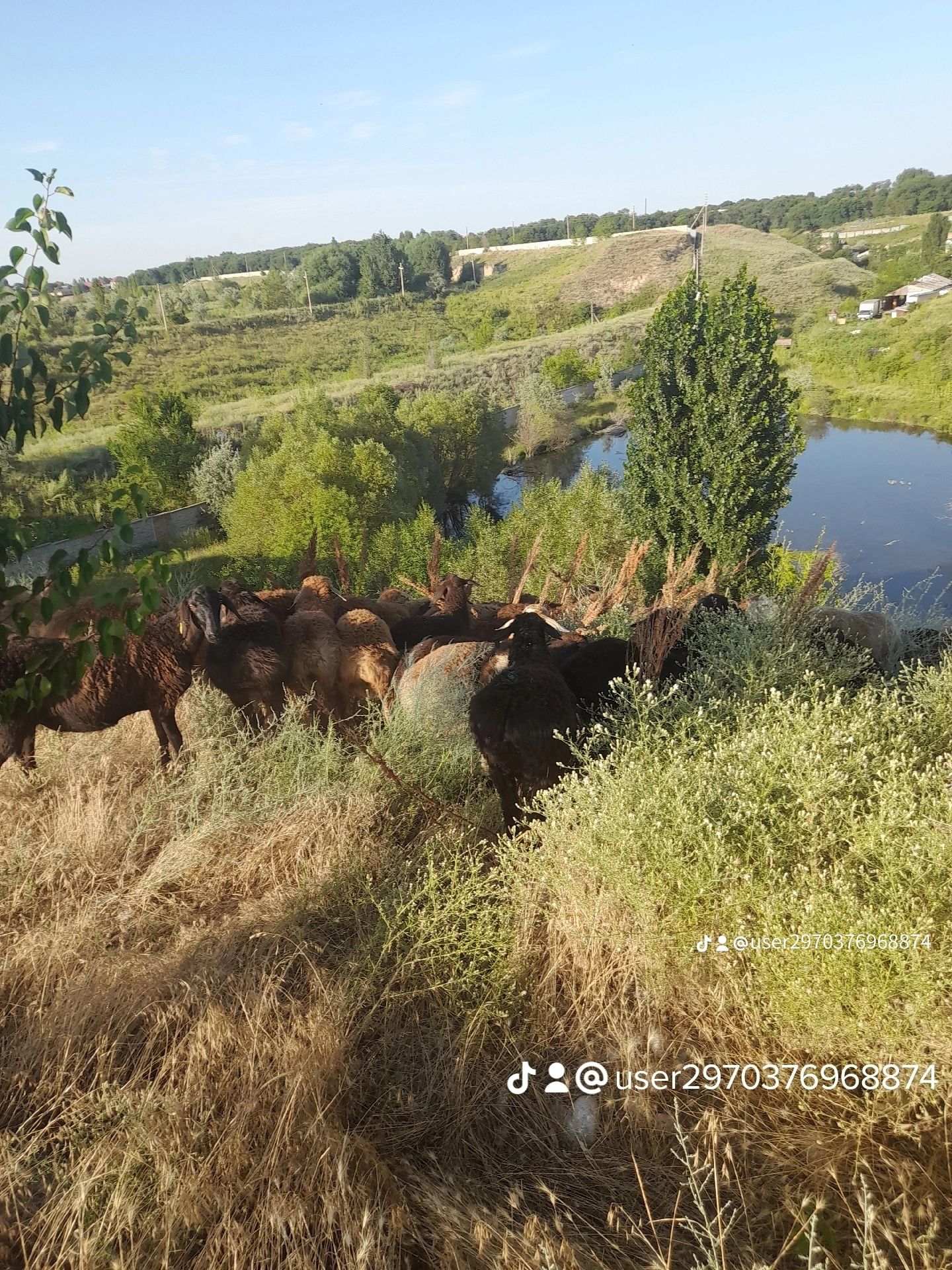 Бараны Кой  Имеется достовка