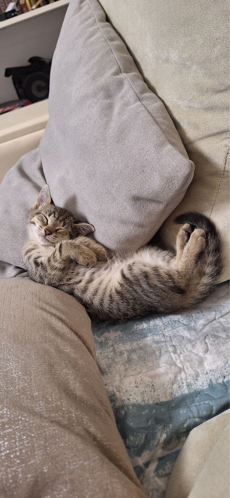 Отдам котят в добрые любящие руки