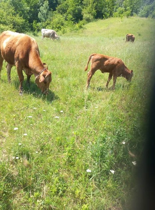 Vaca cu vitel  2 ani