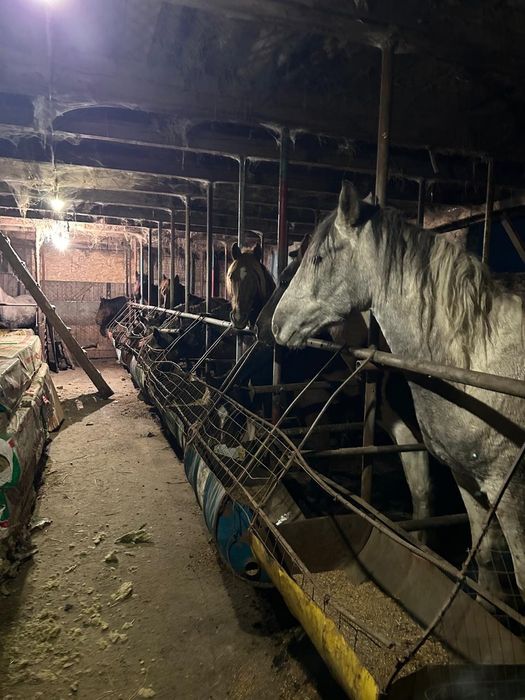 Соғым жылқы конина