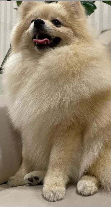 Вязка шпиц помиранский чистокровный