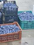 Prune pentru gem și compot