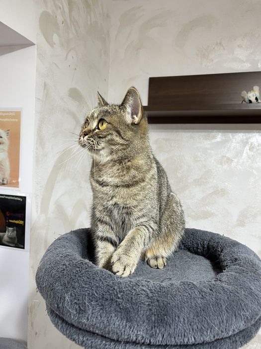 British shorthair cu pedigree