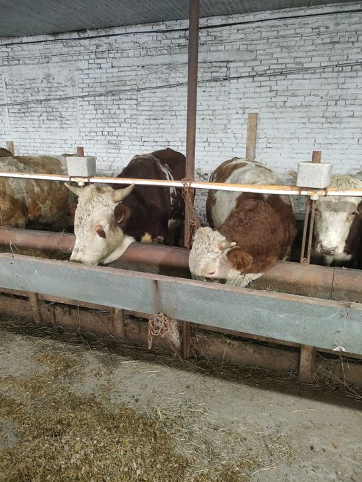 Согым молодняк на мясо