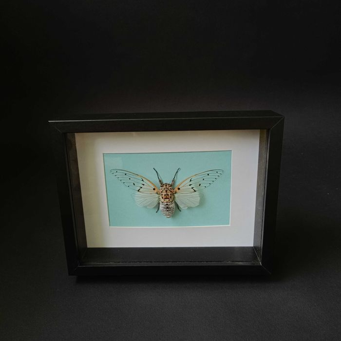 Препарирани насекоми-Богомолка, Пръчица, Цикада, Водни кончета и други