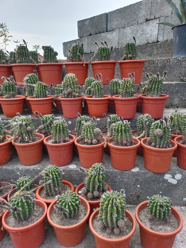 Vând cactuși Aloe Vera și alte specii