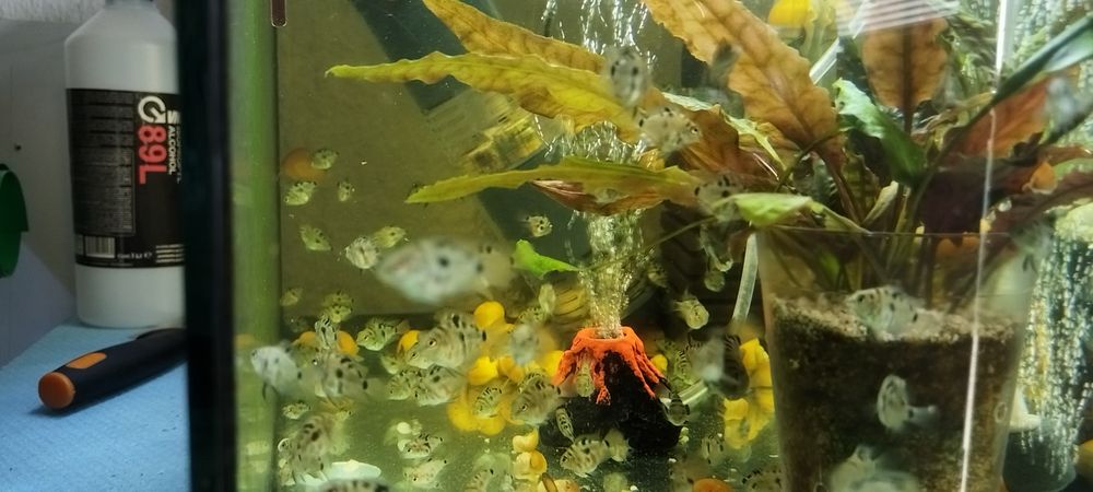 Чифтове Зебровидни цихлиди