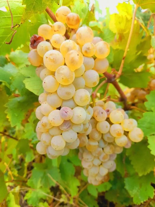 STRUGURII DE VIN producător
Strugur