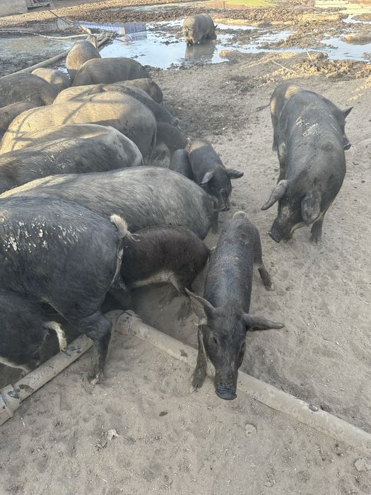 Вьетнамские свиньи и поросята