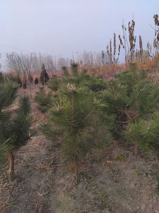 Archa ko'chatlari sotiladi