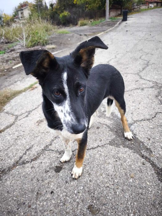 Търси се семейство за това спасено кученце