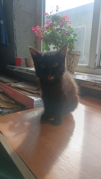 Котята домашние обоятельные