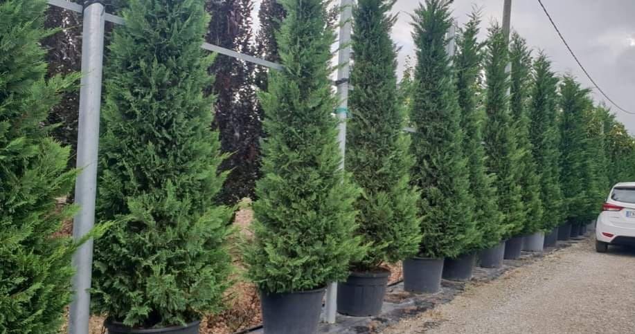 Vând plante ornamentale