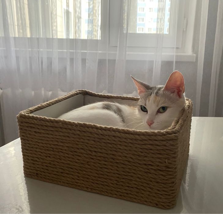 Отдам котят в хорошие руки бесплатно!