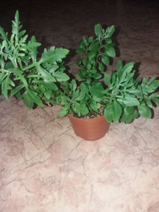 Оленьи рожки комнатный цветок