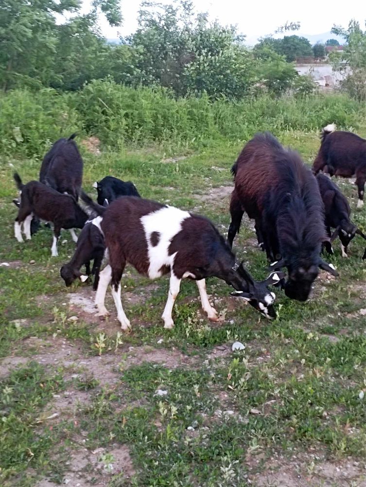 Vând capre, iezi și țap de montă