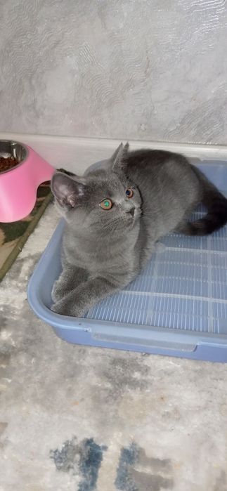 Котенок породистый