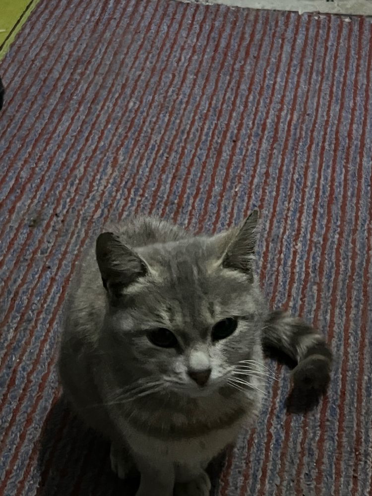 Котенок бесплатно даром