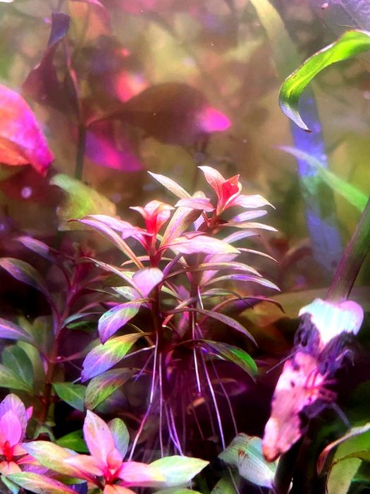 Rasteniyalar sotiladi