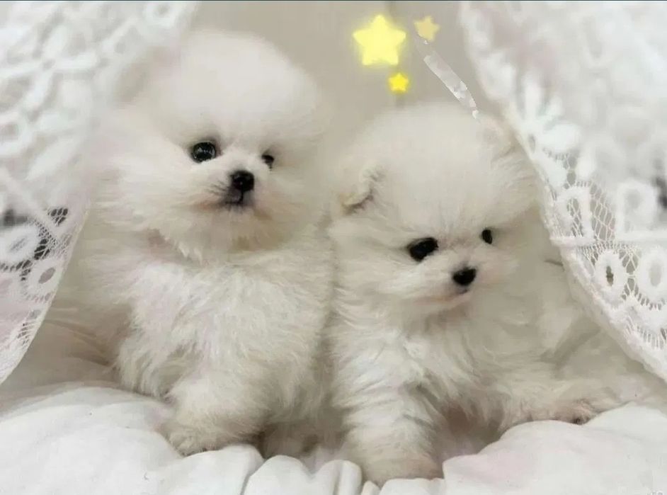 Померан babyface бели пухчета