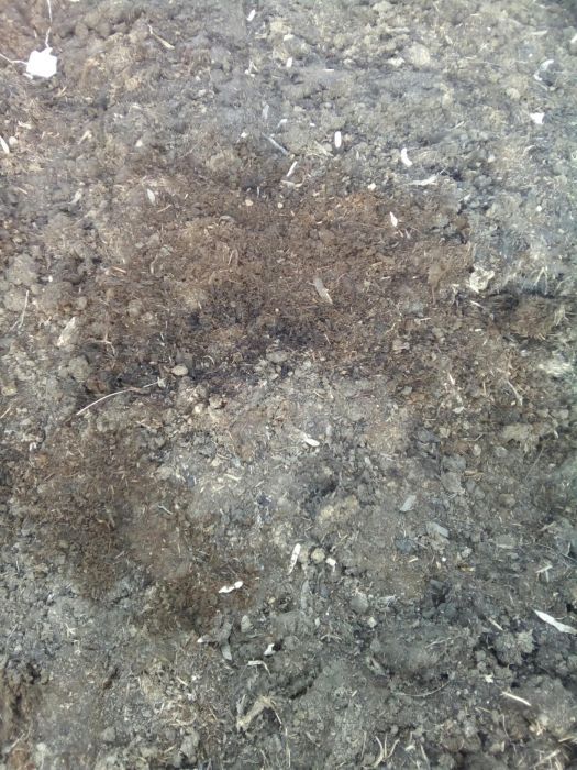 Mranita gunoi de grajd