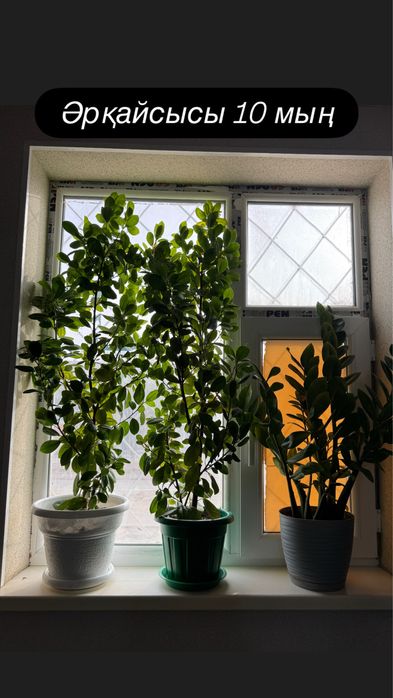 Үй гүлдері сатылады