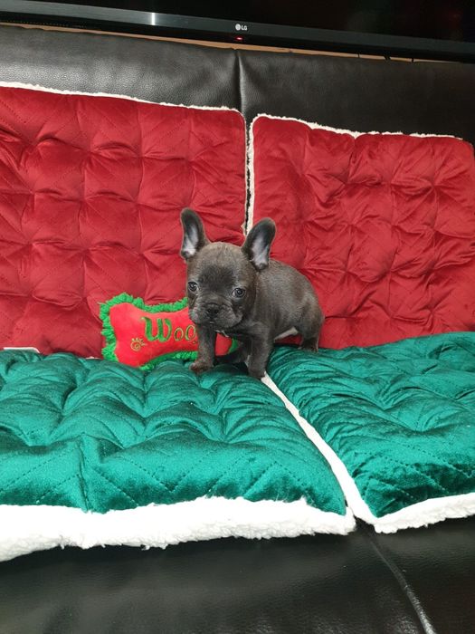 Bulldog francez blue mascul