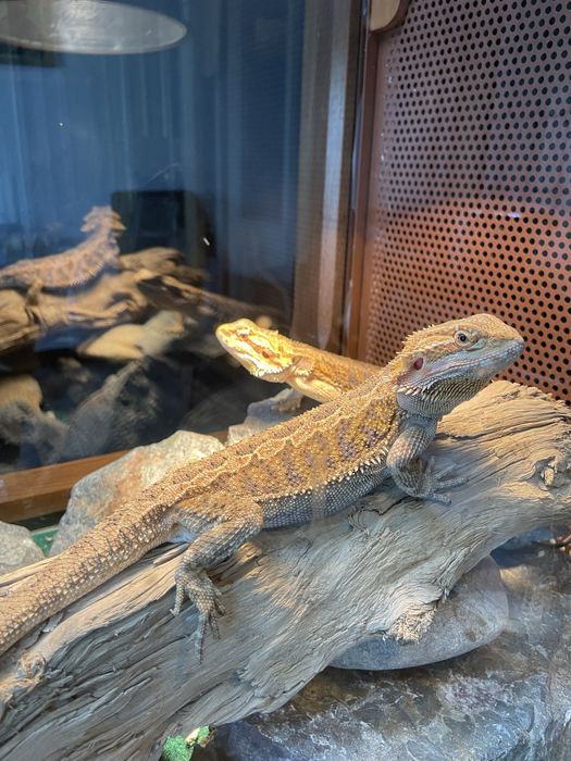 Agama cu barba adult