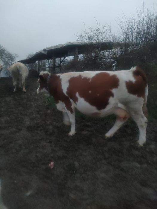 Vaca gestanta de 7 luni