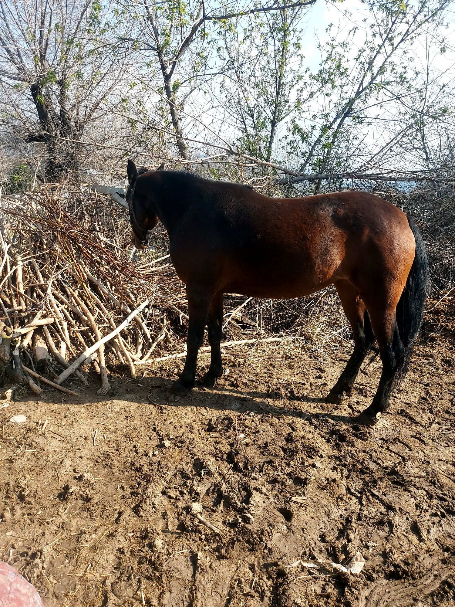 Срочно продам кабылу 3х летку полукровку