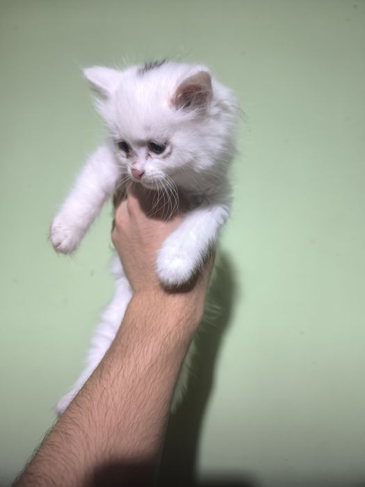 Котят в добрые руки