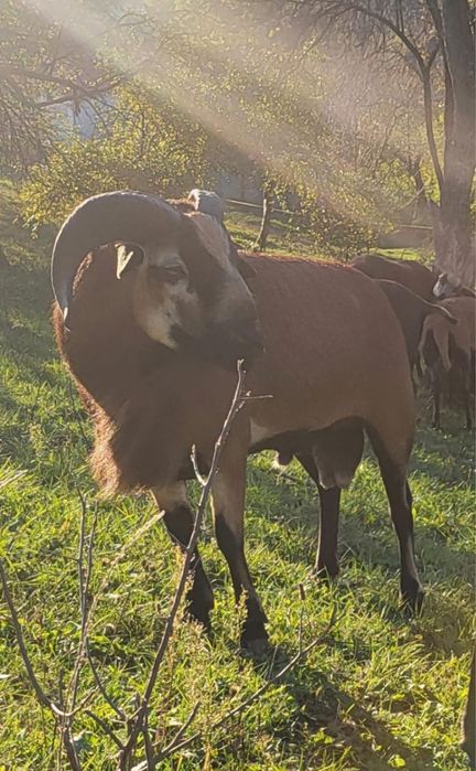 Vand berbec camerun am si oi sau schimb