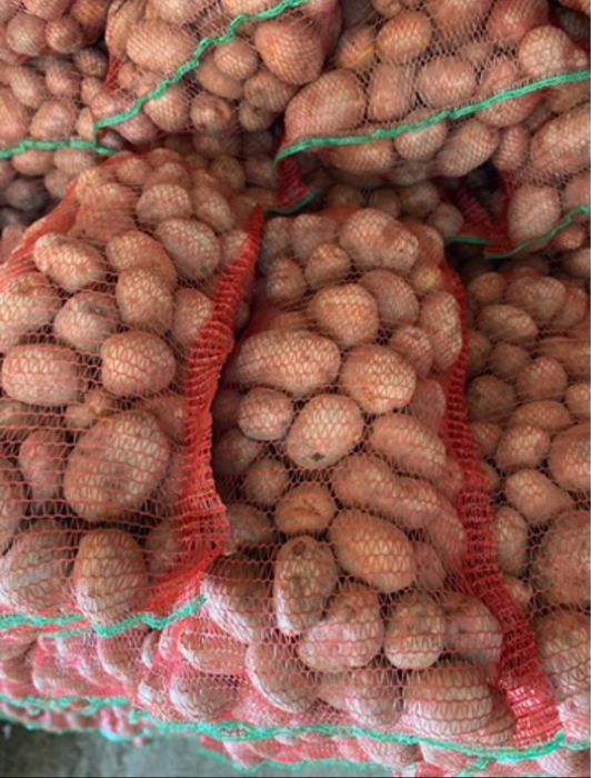 Cartofi de consum Rivola, Bellarosa (roșii) și Ultra, Carrera (albi)