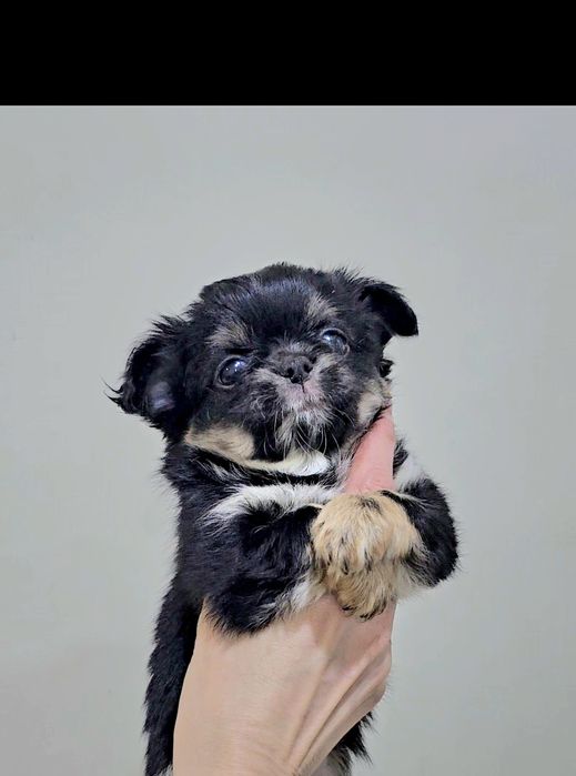 Нарядный мальчик чихуахуа