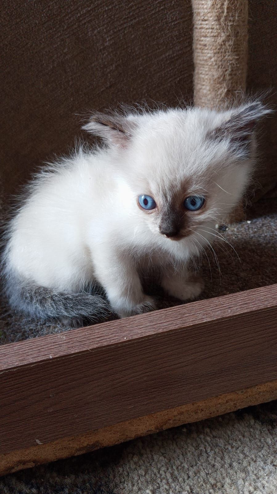 Отдам воспитанных котят