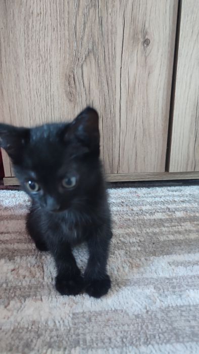 Отдам котят бесплатно