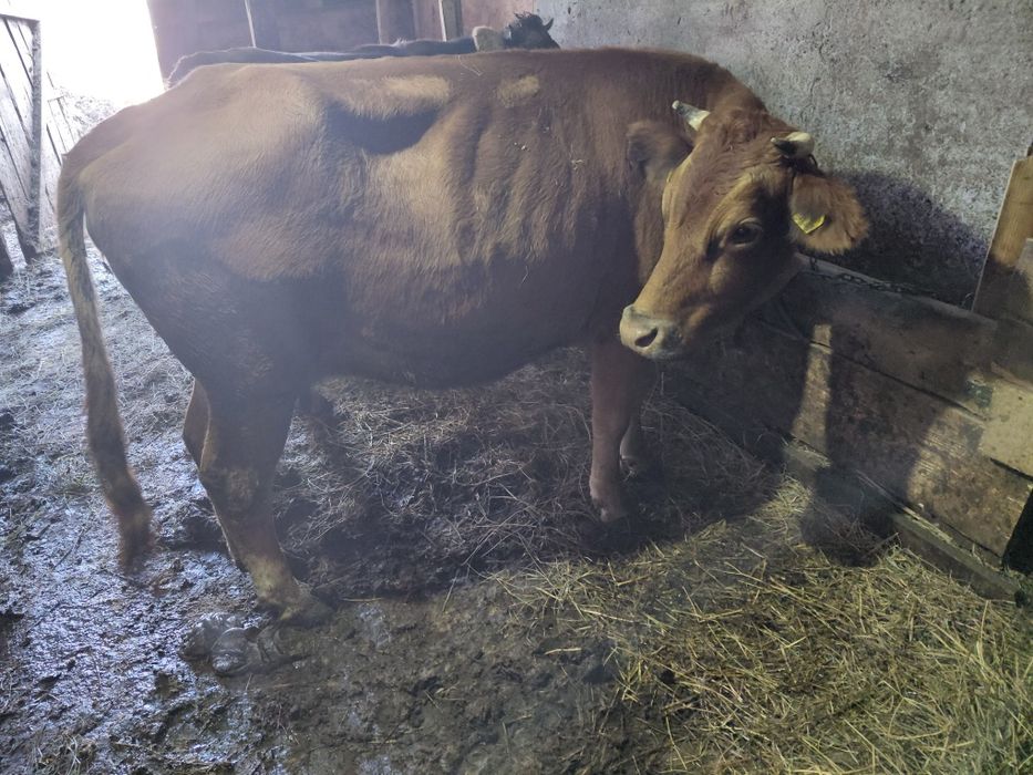 Vând vaca jenstanta