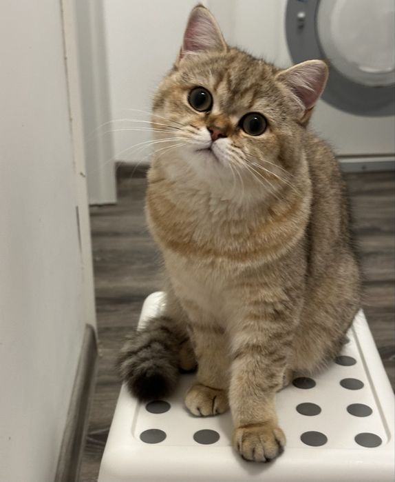 Fetita british shorthair golden superba  !! Certificat PEDIGREE !!