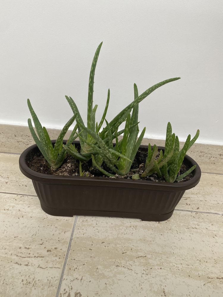 Planta de apartament Aloe Vera Chinensis