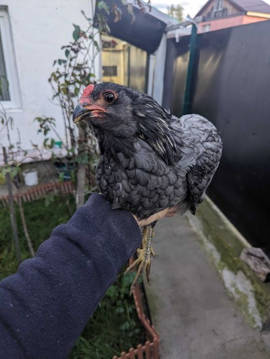 Vând cocos araucana