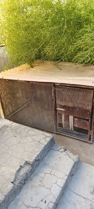 Товук катак сотилади