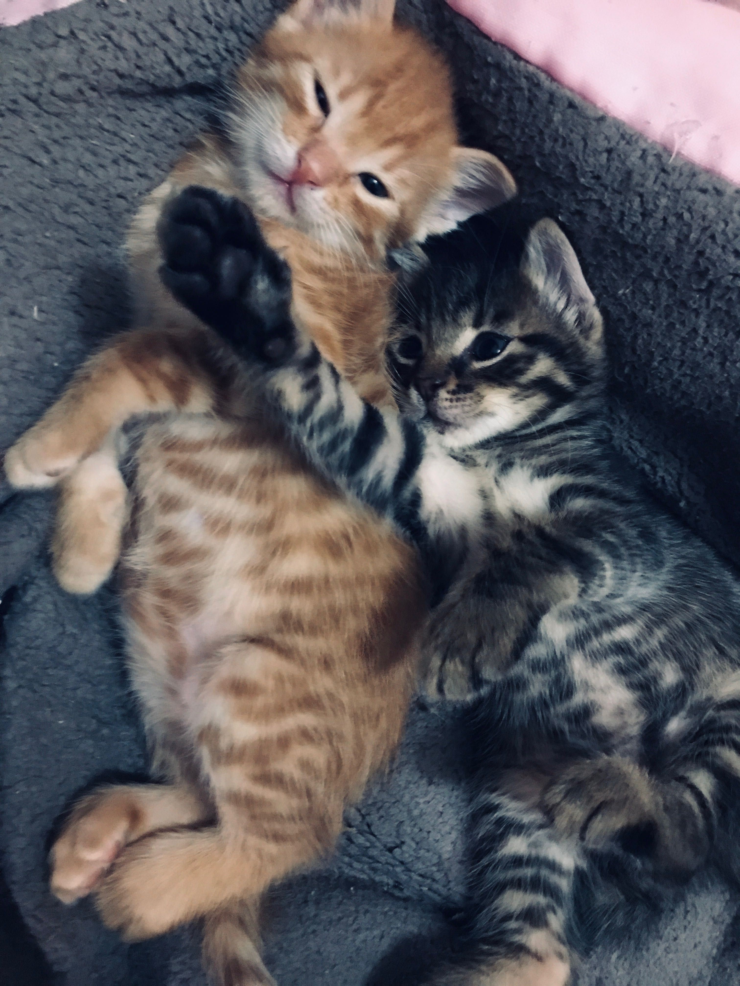 Подарявам котенца