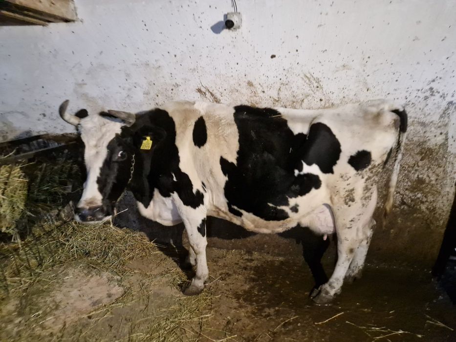 Vând vacă Holstein